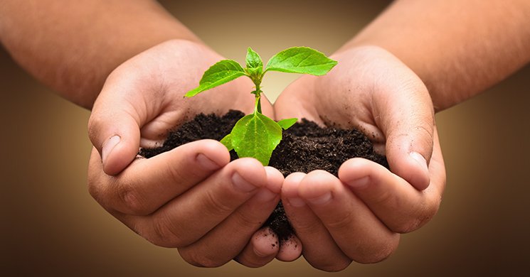 A plant growing in the palm of two hands